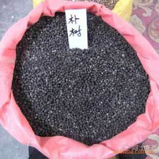 廠家直銷優質林木種子 紅豆杉、國槐、紅楓、重陽木等，保質保量