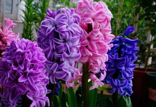 網絡技術研究 數字花園里的“花卉”，美麗更勝玫瑰